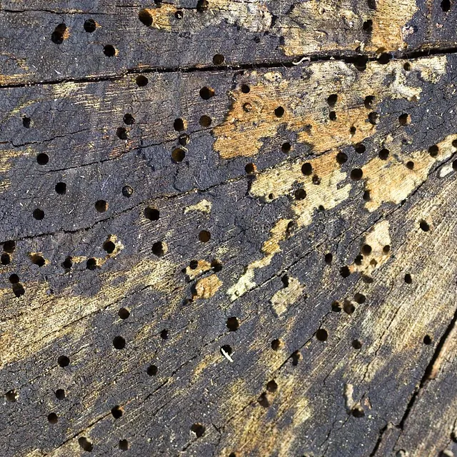 Wood that has been damaged by woodworm